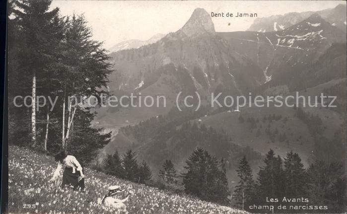 Les Avants champ de narcisses Dent de Jaman