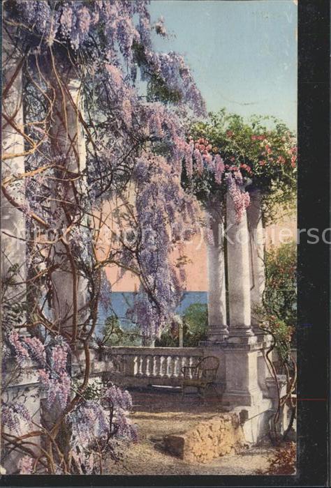 Genova Genua Liguria Flora della Riviera Ligure S.Margherita