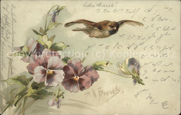 Kuenstlerkarte S. N. Brosch Spatz Stiefmütterchen