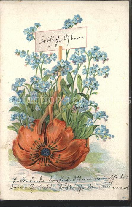 Blumen Mohnblume