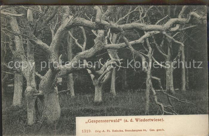 Baeume Trees Gespensterwald Wiedortwiese