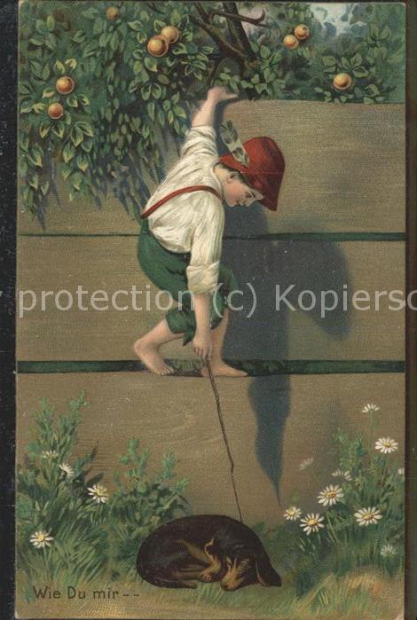 Dackel Dachshund Teckel Hunde dogs Chien Junge Apfelbaum