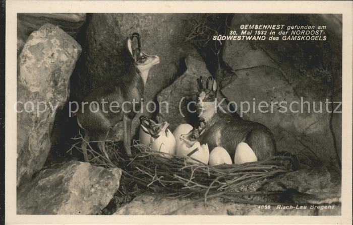 Gemse Gemsennest Gamskogels