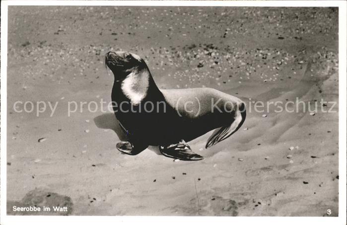 Tiere Seerobbe im Watt