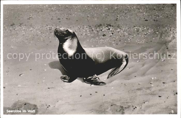 Tiere Seerobbe im Watt