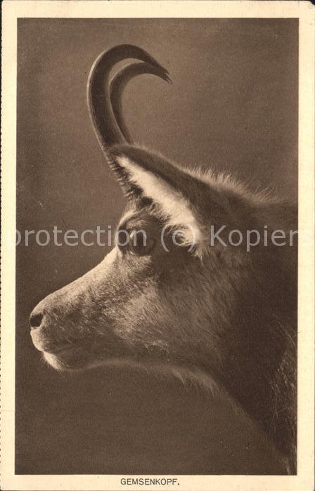 Tiere Gemsenkopf