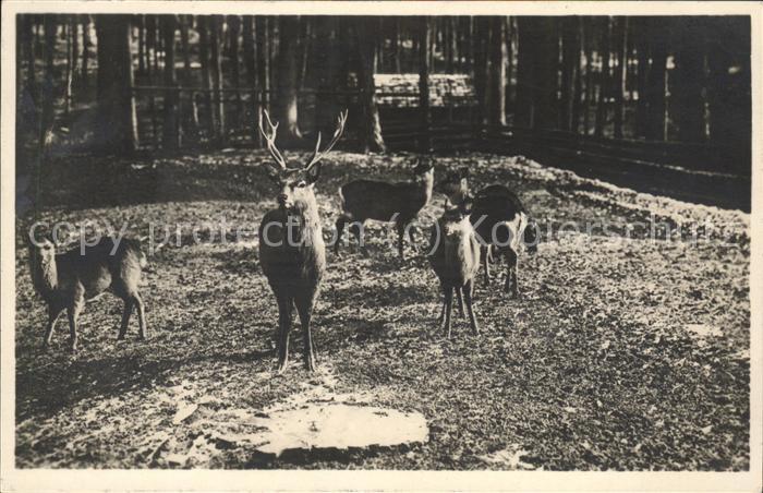 Tiere Shika-Hirsch Wildpark Langenberg