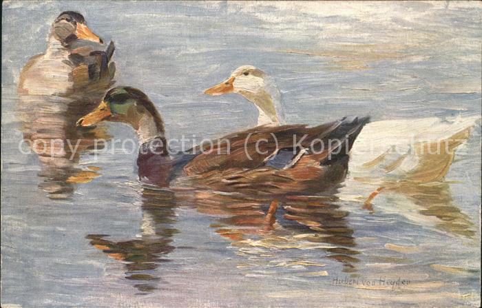 Kuenstlerkarte H.v.Heyden  Enten