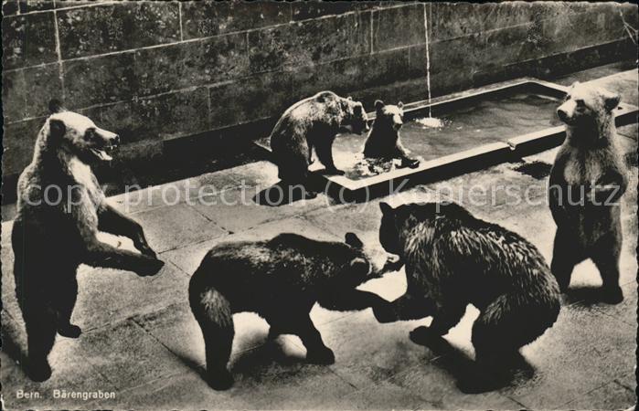 Tiere Bärengraben Bern