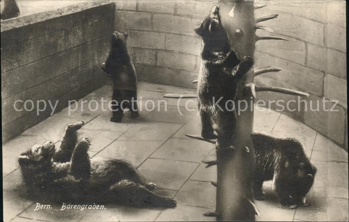 Tiere Bärengraben Bern