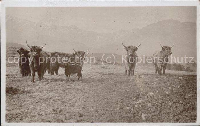 Tiere Büffel Ochsen Herde