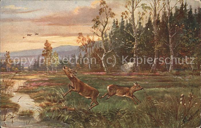 Tiere Rehe Wald