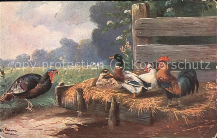 Tiere Enten Hahn Bauernhof