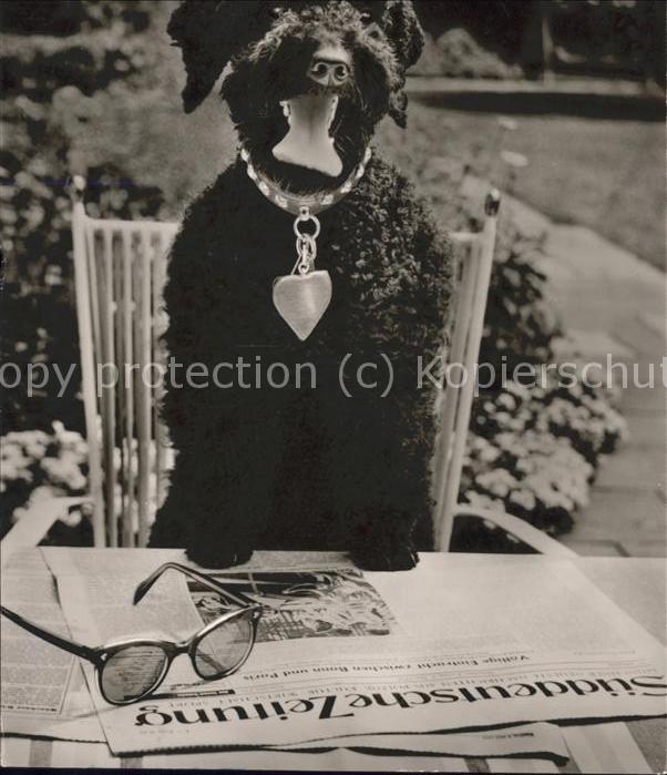 Tiere Pudel Brille Zeitung