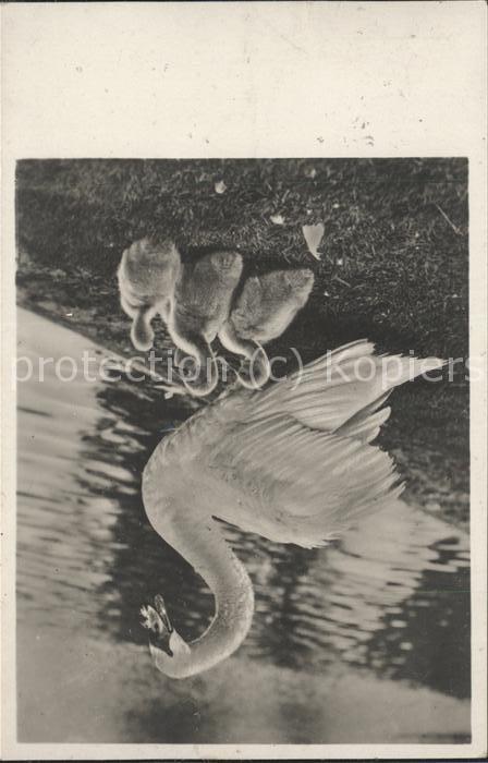 Tiere Schwan Kücken
