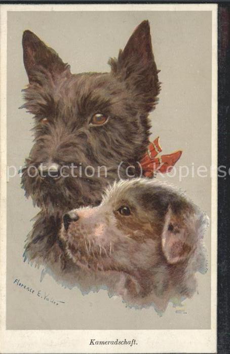 Tiere Hunde Kameradschaft