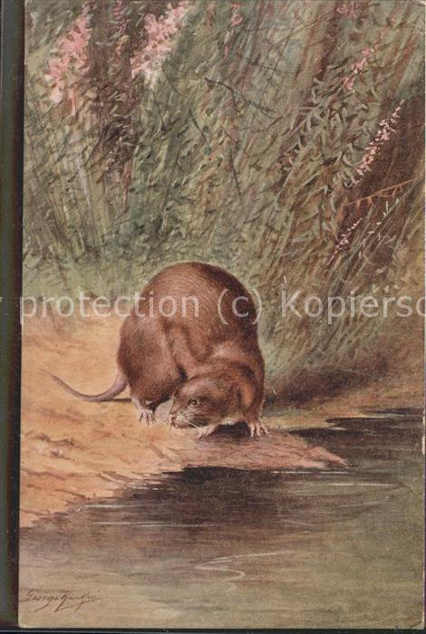 Tiere Wasserratte Ufer
