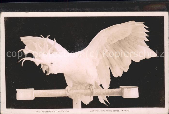 Tiere Australischer CaCkatoo