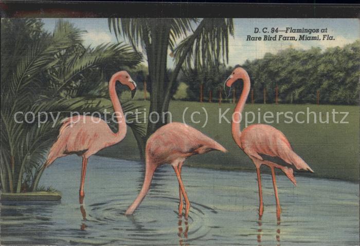Miami Florida Flamingos Bird Farm