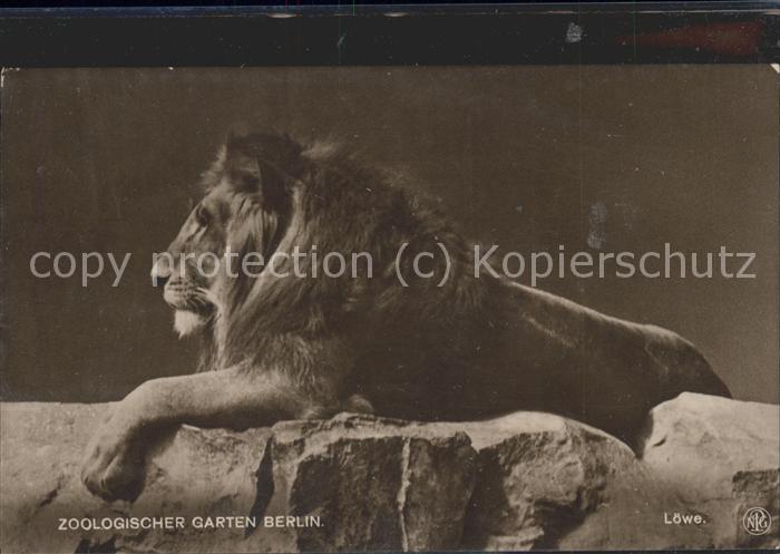 BERLIN  CITY Zoologischer Garten Loewe