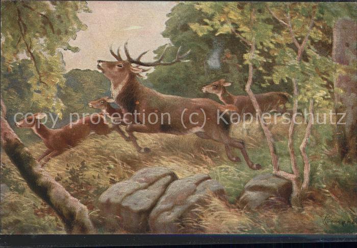Hirsch Hirschgruppe Wald