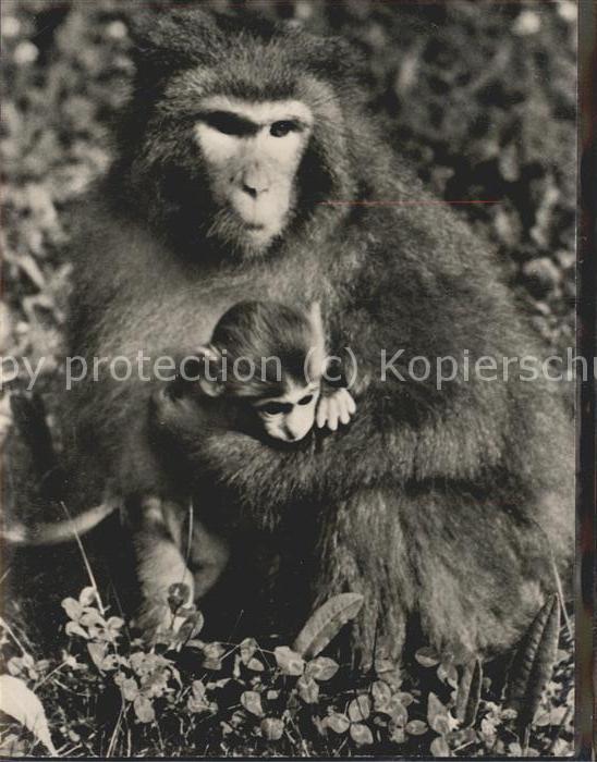 Tiere Affen Leipziger Zoo