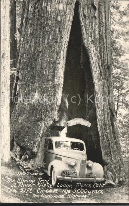 Baeume Trees The Shrine Tree Myers Caln. Auto Car