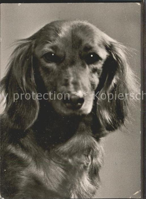 Dackel Dachshund Teckel Hunde dogs Chien Foto