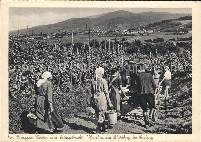 Freiburg Breisgau Weinlese am Schönberg