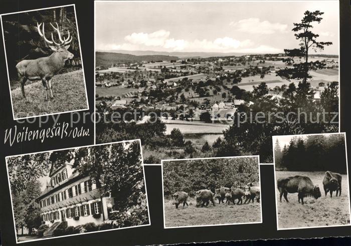 Weitengesaess Gesamtansicht Hirsch Wildschweine