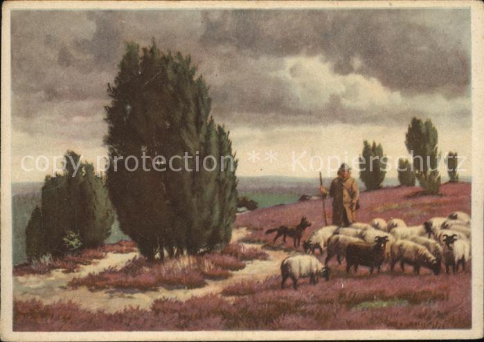 Hirte Schafe Künstlerkarte B. Ahrens Nr. 821/