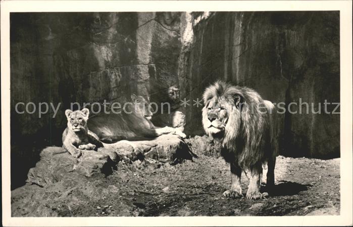 Loewe Hagenbecks Tierpark Hamburg