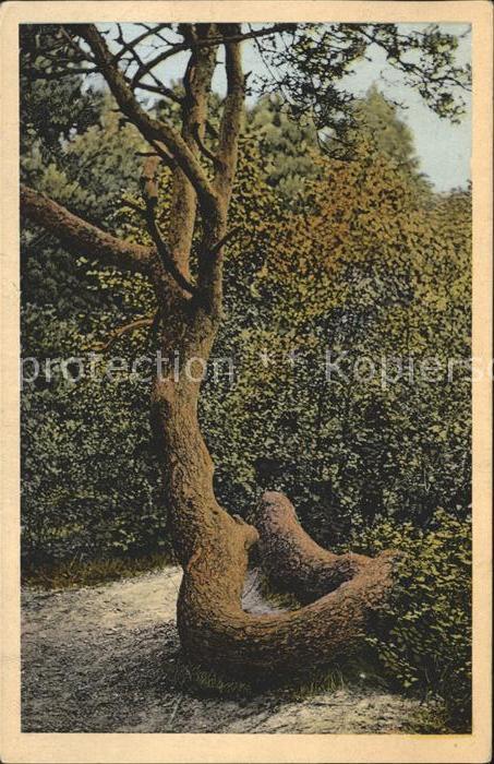 Baeume Trees Schlangenbaum Bendesdorf