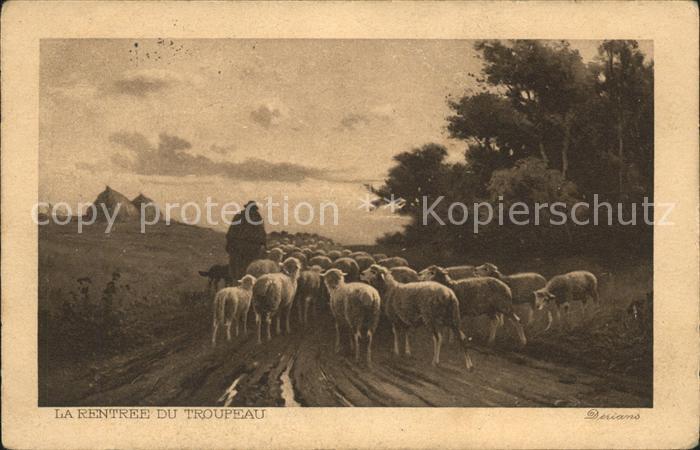 Schafe Troupeau