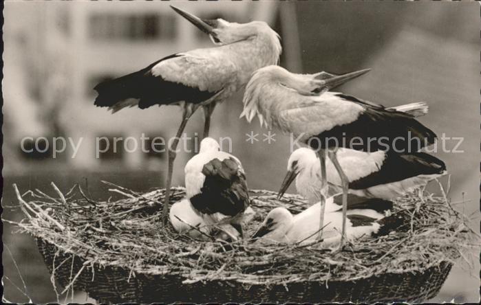 Storch Nest Buchau Storchenfamilie