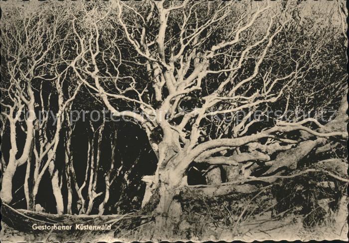 Baeume Trees Gestorbener Küstenwald