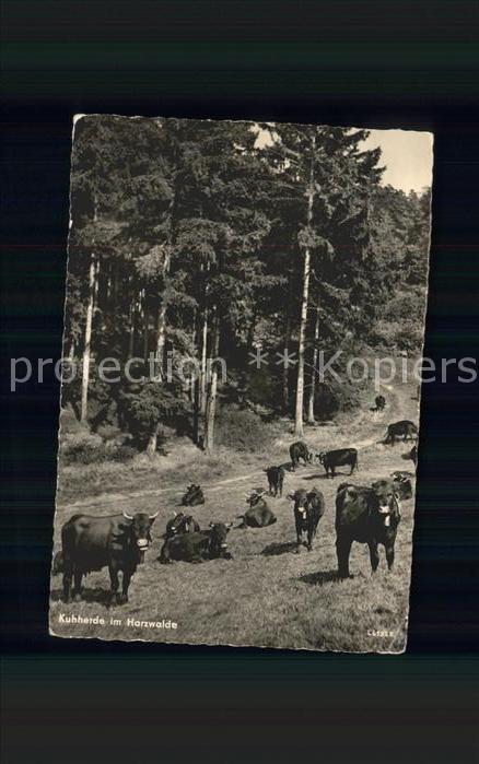 Kuehe Harzwalde