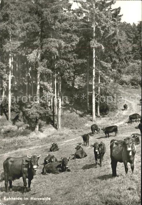 Kuehe Harzerwald