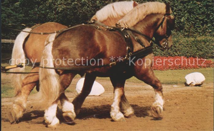 Pferdesport Pferderennen Reitsport Warendorfer Hengstparade