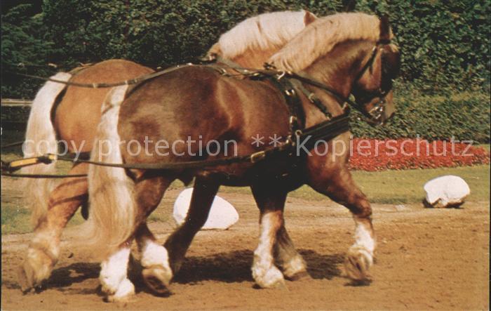 Pferdesport Pferderennen Reitsport Warendorfer Hengstparade