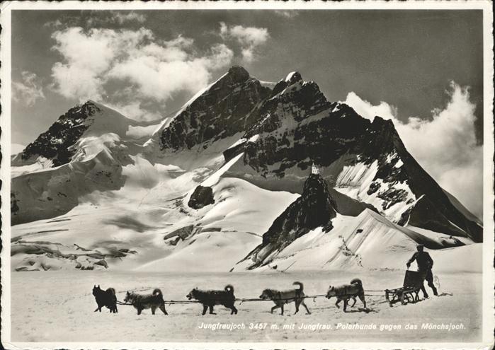 Jungfraujoch Polarhunde Jungfrau Moenchsjoch