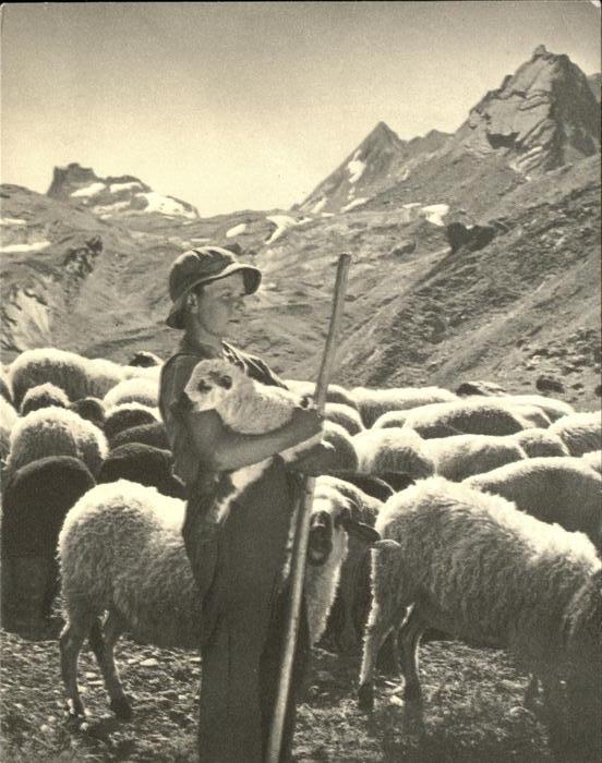 Schaeferei Landwirtschaft Schafe