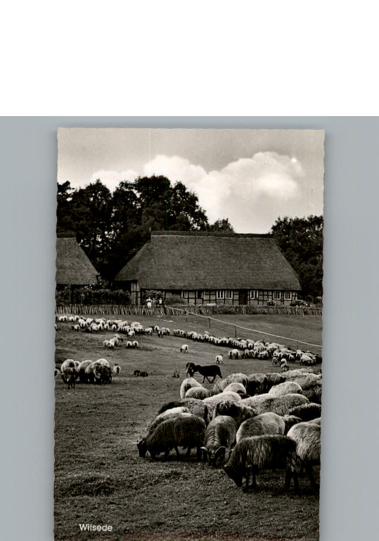 Wilsede Lueneburger Heide