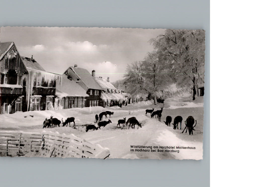 Bad Harzburg Hotel Molkenhaus