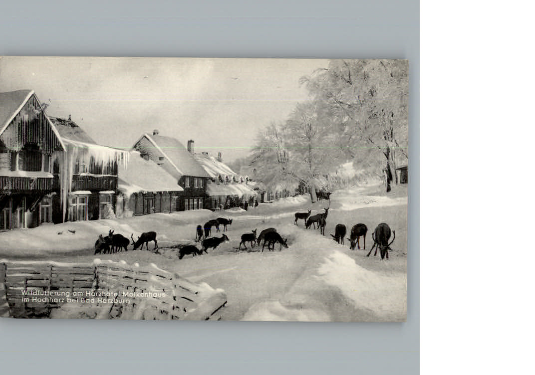 Bad Harzburg Hotel Molkenhaus