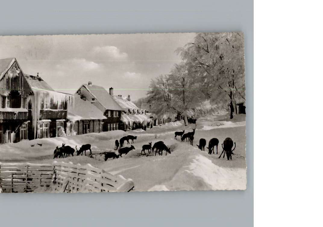 Bad Harzburg Hotel Molkenhaus