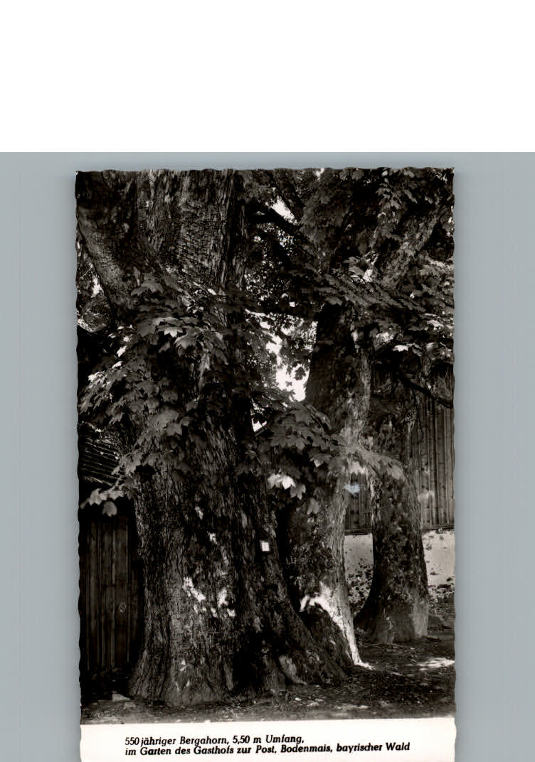 Bodenmais Gasthaus zur Post