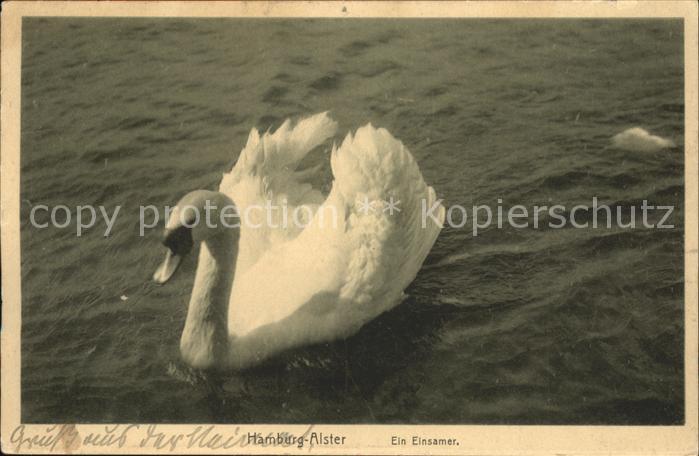 Schwan Hamburg-Alster