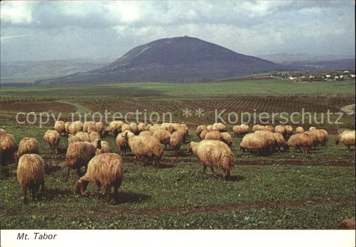 Schafe Mount Tabor