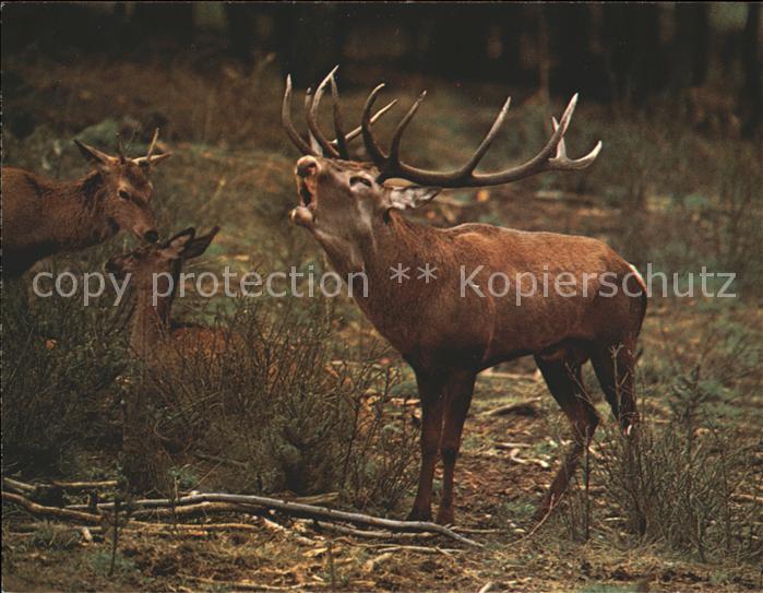 Hirsch Rothirsch cerf stag
